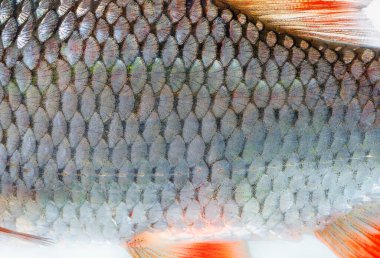Balık pulu Cardinius erythrophthalmus yakın plan, arka plan
