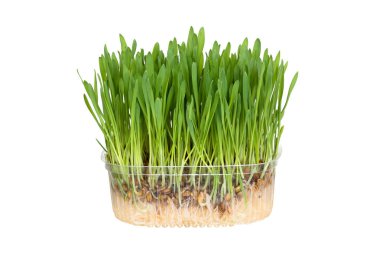 Taze yeşil filizler, beyaz arka planda izole edilmiş plastik kutuda büyüyen çimen buğdayları.
