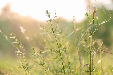 Tarlada yeşil çimenler ve güneş ışınları. Bulanık yaz arkaplanı, seçici odak.