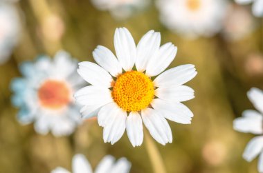 Papatya çiçekleri yakın plan. Güneşli bir günde çiçek açan tıbbi papatyalarla güzel bir doğa sahnesi. Alternatif tıp Bahar Papatyası. Güzel çayır. Yaz arkaplanı.
