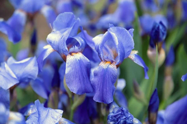 Flor Azul Iris Primer Plano Naturaleza Primavera Fondo — Foto de Stock