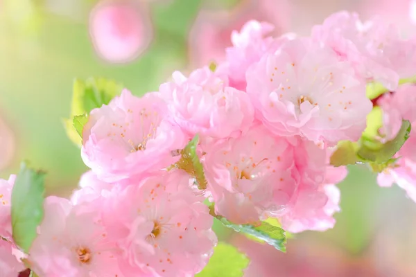 Rosa Blume Sakura Blühen Frühling Nahaufnahme Blühende Blume Der Japanischen — Stockfoto