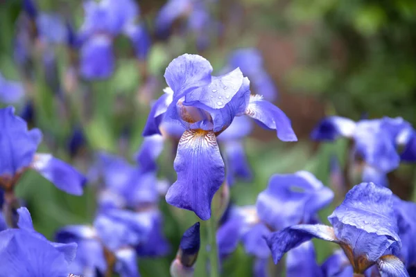 Μπλε Λουλούδι Irises Closeup Φύση Άνοιξη Φόντο — Φωτογραφία Αρχείου