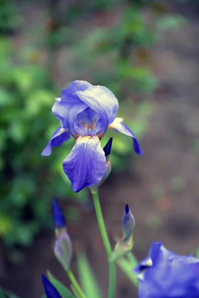Bunga Biru Iris Menutup Alam Latar Belakang Musim Semi — Stok Foto