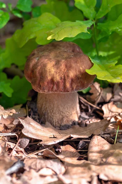 Steinpilze Edulis Frühlingswald Große Pilz Nahaufnahme Hintergrund Natur — Stockfoto