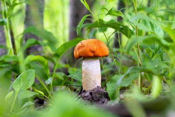 Champignon Rouge Leccinum Aurantacum Dans Forêt Printanière Gros Champignon Gros — Photo