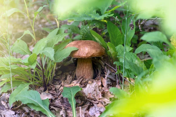 Champignon Boletus Edulis Dans Forêt Printanière Gros Champignon Gros Plan — Photo