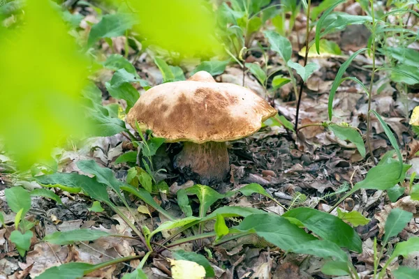 Champignon Boletus Edulis Dans Forêt Printanière Gros Champignon Gros Plan — Photo