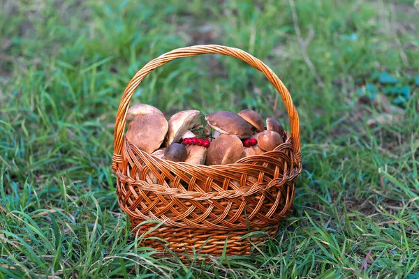 Mushrooms collected in a large basket, food background. Mushrooms are ingredients for cooking vegetarian dishes.
