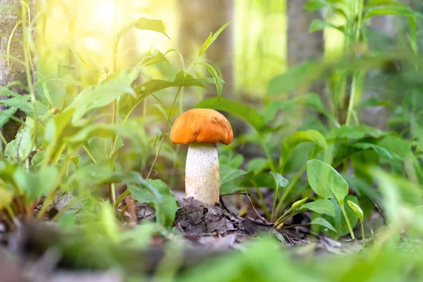春季森林里的红色蘑菇月桂花 大蘑菇特写 自然背景 — 图库照片