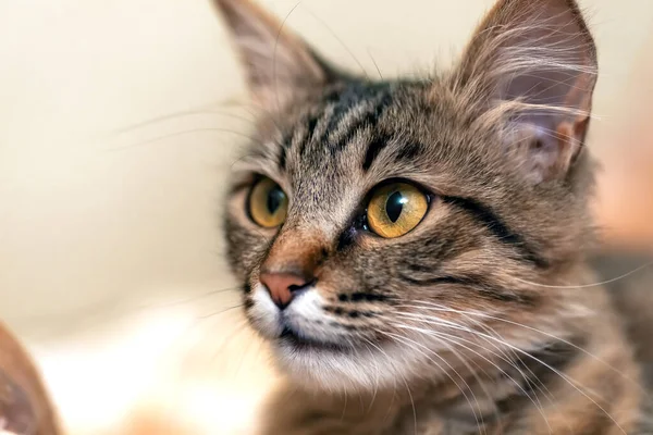 Lindo Gato Tabby Con Ojos Amarillos Bigotes Largos Retrato Cerca — Foto de Stock