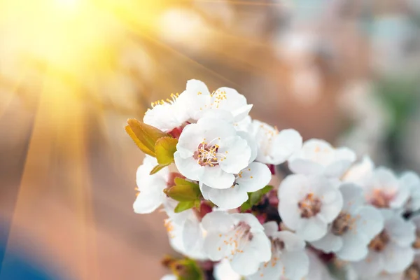 Piękne Kwiaty Liście Moreli Kwitnące Wiosną Bliska Naturalne Tło — Zdjęcie stockowe