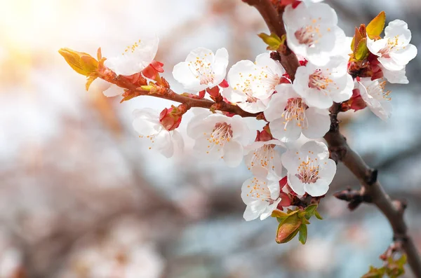 Piękne Kwiaty Liście Moreli Kwitnące Wiosną Bliska Naturalne Tło — Zdjęcie stockowe