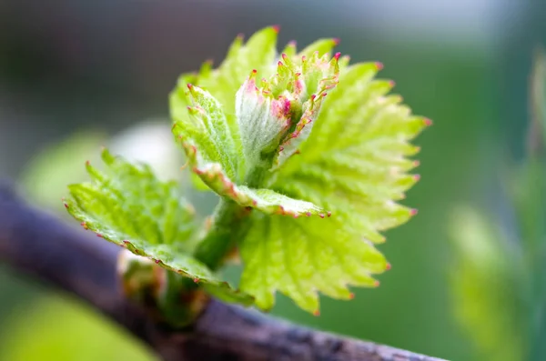 봄철에 포도나무의 이순화 초록빛 포도나무에서 수있다 — 스톡 사진