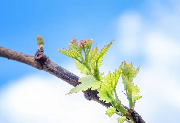 Junge Grüne Zarte Traubenblätter Vor Blauem Himmel Frühling — Stockfoto