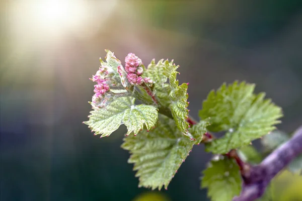 Junge Grüne Zarte Triebe Und Traubenblätter Frühjahr Der Rebe Frühling — Stockfoto