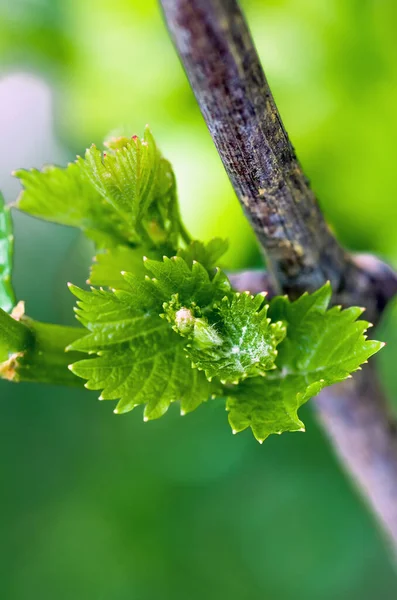 Młode Zielone Pędy Przetargu Liści Winogron Winorośli Wiosnę Wiosna Winorośle — Zdjęcie stockowe