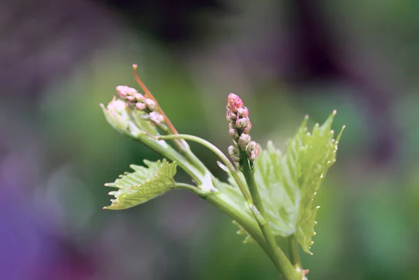 Blütenknospen Und Blätter Der Triebe Reben Frühling Landwirtschaft Natur Hintergrund — Stockfoto