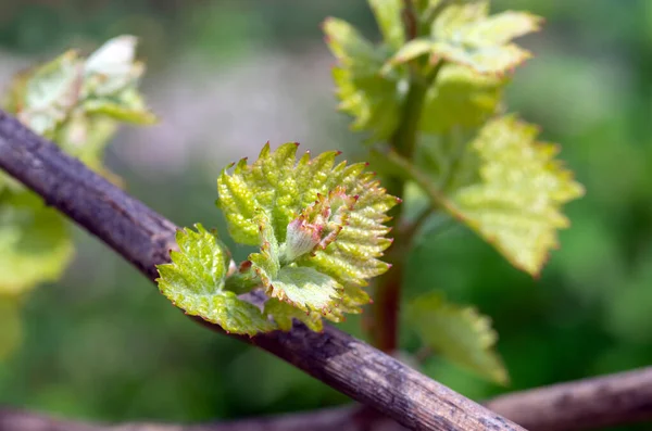 Young green tender shoots and leaves of grapes on the vine in the spring. Spring Grape Vines - fresh green shoots, grape blossom can be seen on the vines.