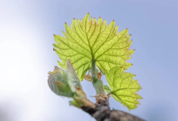 Junge Grüne Zarte Triebe Und Traubenblätter Frühjahr Der Rebe Frühling — Stockfoto