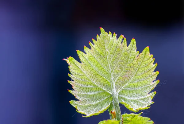 Ніжний Молодий Зелений Виноградний Лист Навесні Крупним Планом Природний Фон — стокове фото