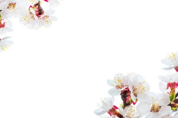 Schöne Blüten Und Blätter Eines Aprikosenbaums Der Frühling Blüht Nahaufnahme — Stockfoto