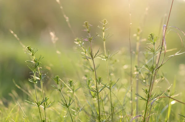 Grönt Gräs Fältet Med Solstrålar Suddig Sommar Bakgrund Selektivt Fokus — Stockfoto