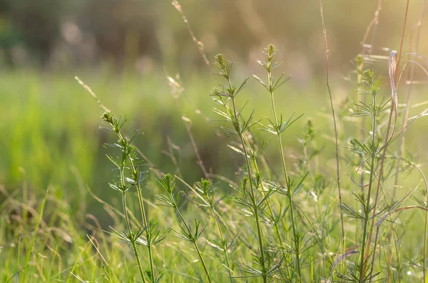 Hierba Verde Campo Con Rayos Sol Fondo Borroso Verano Enfoque — Foto de Stock