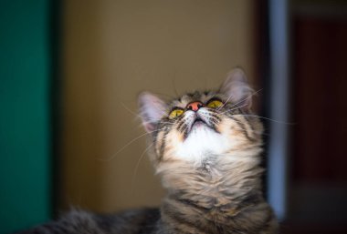 Sarı gözlü çizgili kedi, yakın plan, güzel ev kedisi.