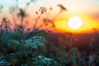 Yazın gün doğumunda kır çiçekleri ve çimenler. Çiçekler batan güneşe karşı. Gün doğarken gökyüzüne karşı tarlada büyük otlar. Doğal arkaplan
