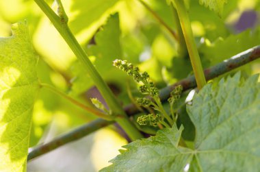 nazik yeşil üzüm yaprakları ve baharda büyüyen meyveler, yakın plan, doğal arkaplan
