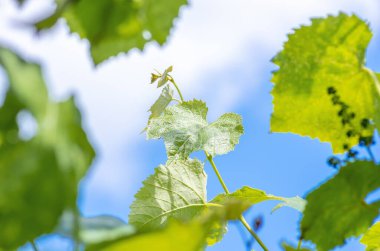 Genç yeşil yapraklar ve büyüyen üzüm meyveleri baharda mavi gökyüzünün arka planında
