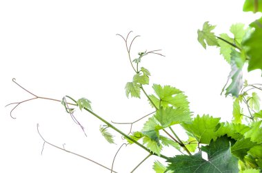 Genç yeşil yapraklar ve baharda filizlenen üzümler beyaz arka planda.