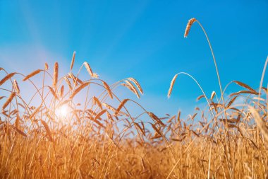 Altın buğday kulakları yakın plan. Buğday tarlası. Güzel Kulaklar arka planı