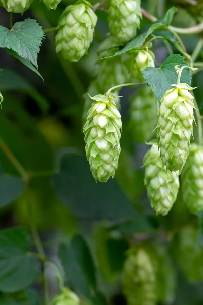 Grüne Hopfendolden Für Die Bier Und Brotproduktion Nahaufnahme Detail Hopfenzapfen — Stockfoto