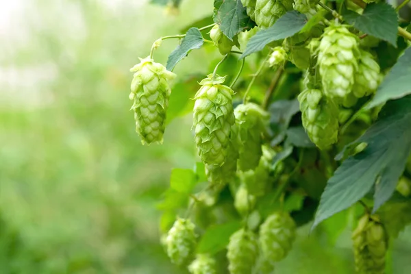 Grüne Hopfendolden Für Die Bier Und Brotproduktion Nahaufnahme Detail Hopfenzapfen — Stockfoto