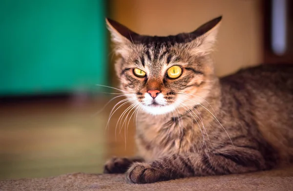 Randig Katt Med Gula Ögon Närbild Vacker Hemkatt — Stockfoto