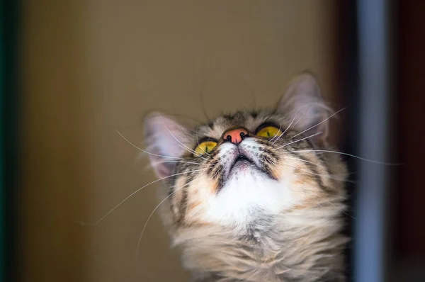 Randig Katt Med Gula Ögon Närbild Vacker Hemkatt — Stockfoto