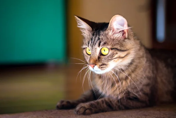 黄色の目で縞模様の猫 クローズアップ 美しいホーム猫 — ストック写真