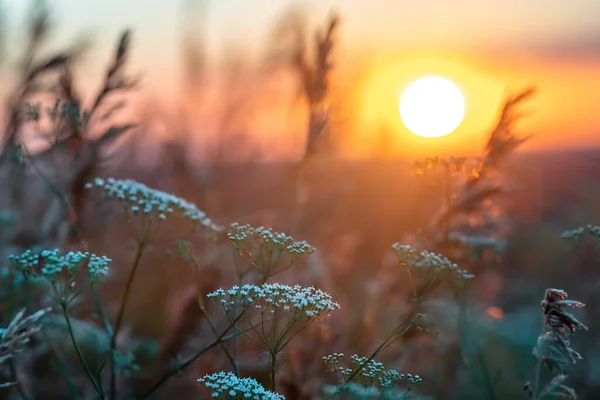 Wilde Wildblumen Und Gras Während Des Sonnenaufgangs Sommer Blumen Gegen — Stockfoto