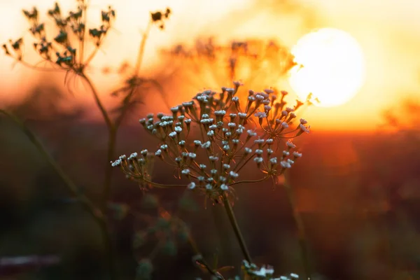 Yazın Gün Doğumunda Kır Çiçekleri Çimenler Çiçekler Batan Güneşe Karşı — Stok fotoğraf