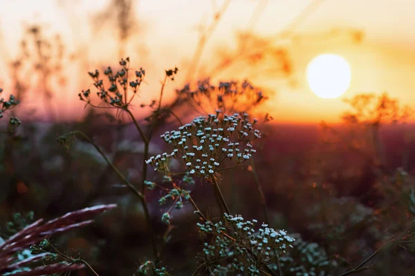 Дикі Лісові Квіти Трава Під Час Сходу Сонця Влітку Квіти — стокове фото