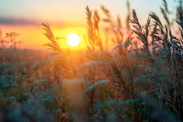 Flores Silvestres Hierba Durante Amanecer Verano Flores Contra Sol Poniente — Foto de Stock