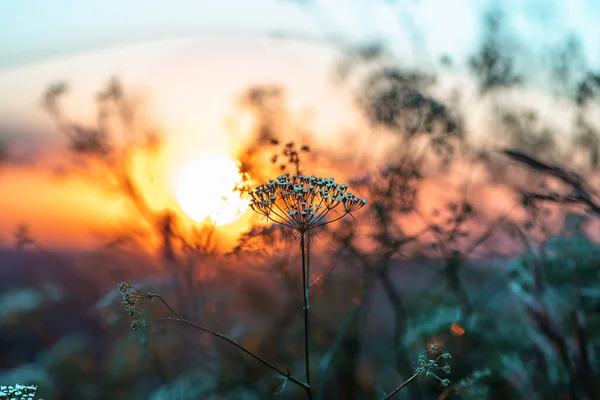 Дикие Полевые Цветы Трава Время Восхода Солнца Летом Цветы Против — стоковое фото