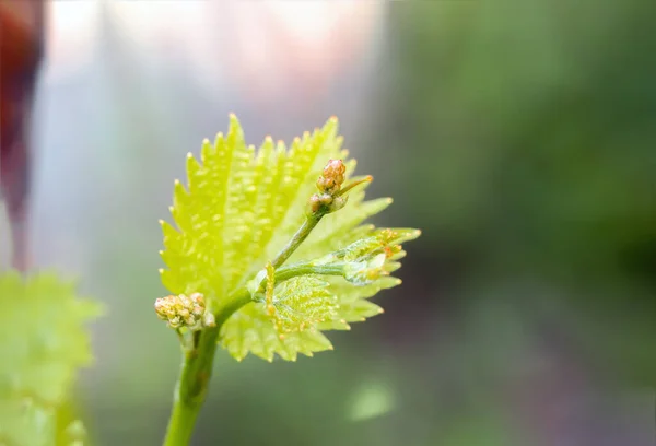 Blütenknospen Und Blätter Der Triebe Reben Frühling Landwirtschaft Natur Hintergrund — Stockfoto