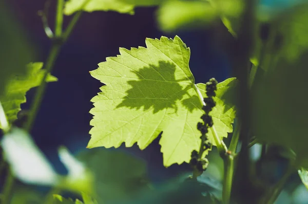 Delikatne Młode Zielone Liście Winogron Rosnące Owoce Wiosną Zbliżenie Naturalne — Zdjęcie stockowe