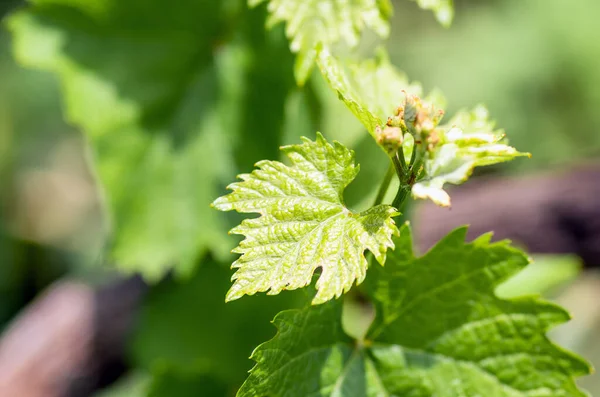 Jonge Groene Tender Scheuten Bladeren Van Druiven Wijnstok Het Voorjaar — Stockfoto