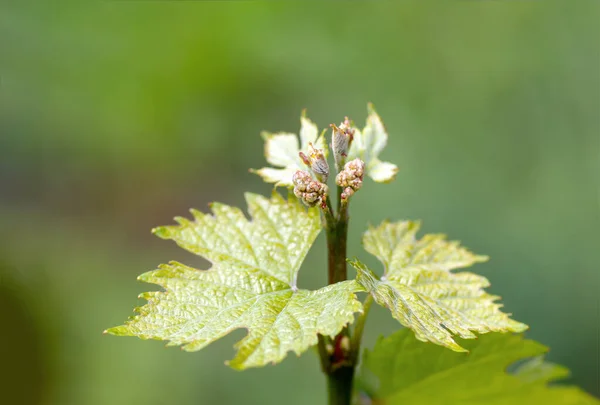 Květinové Poupata Listy Výhonků Vinná Réva Jaro Zemědělství Příroda Pozadí — Stock fotografie