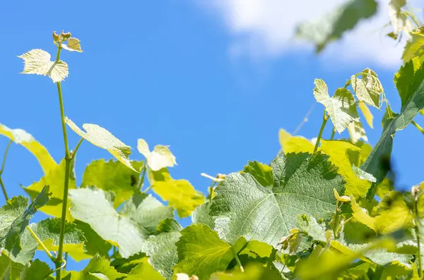 Las Hojas Jóvenes Verdes Tiernas Las Uvas Sobre Fondo Del — Foto de Stock