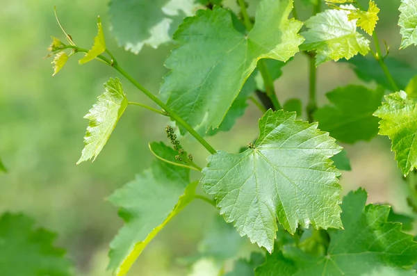 Delikatne Młode Zielone Liście Winogron Wiosnę Zbliżenie Naturalne Tło — Zdjęcie stockowe